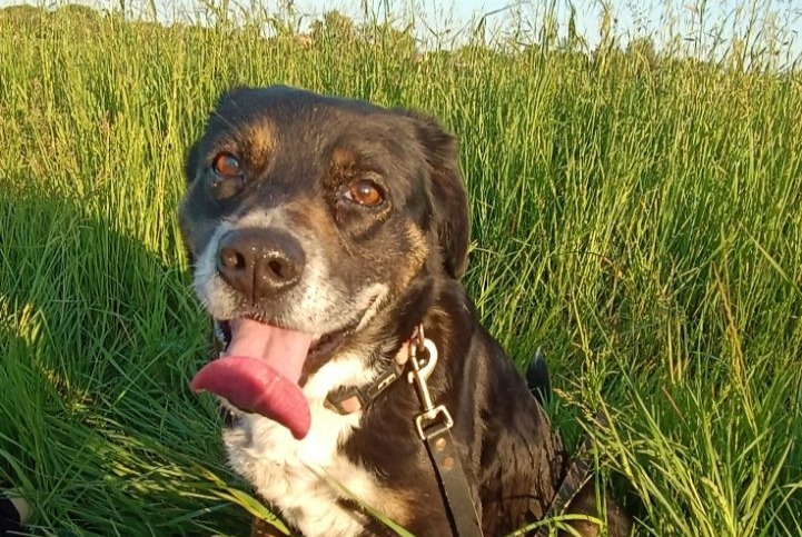 Vermisstmeldung Hund rassenmischung  Weiblich , 11 jahre Corsept Frankreich