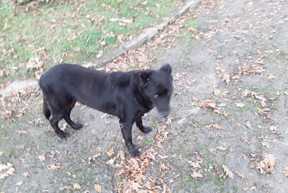 Alerte Découverte Chien croisement  Inconnu Nort-sur-Erdre France